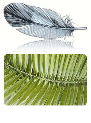 Feather, Uniform Pinnate