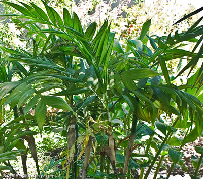 Chamaedorea microspadix