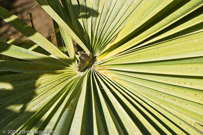 Brahea aculeata