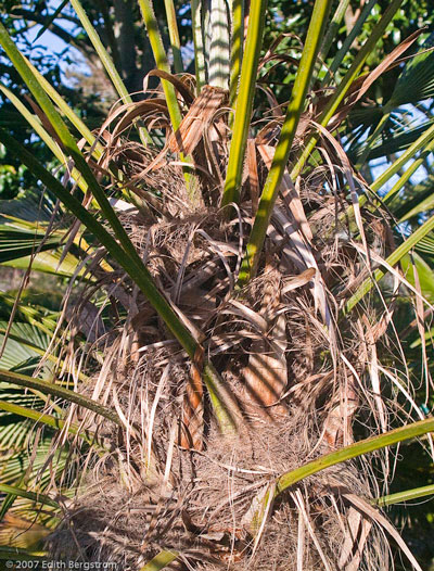 Trachycarpus fortunei type