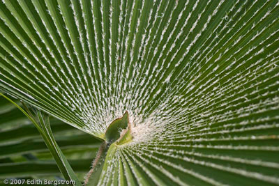 Trachycarpus martianus