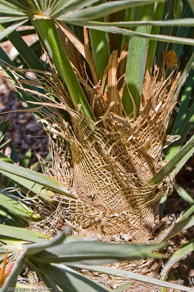 Trithrinax campestris