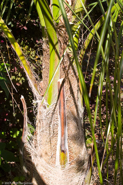 Parajubaea torallyi torallyi