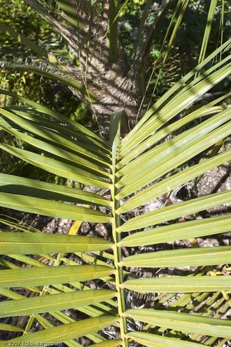 Butia X Parajubaea