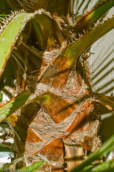 Washingtonia filifera X robusta