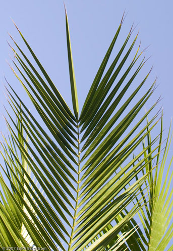 Phoenix loureiroi var. humilis