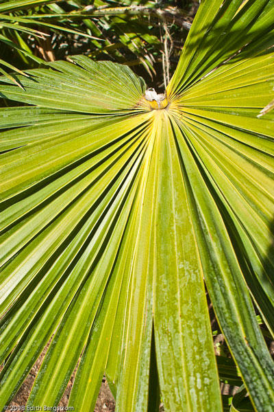 Livistona Eungella range