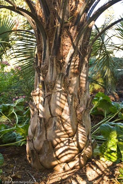 Butia capitata