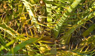 Phoenix loureirii var. humilis