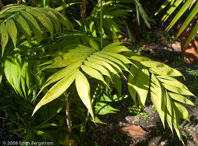 Chamaedorea microspadix, two pronged rachis termination