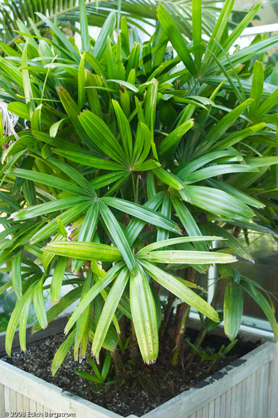 Rhapis excelsa