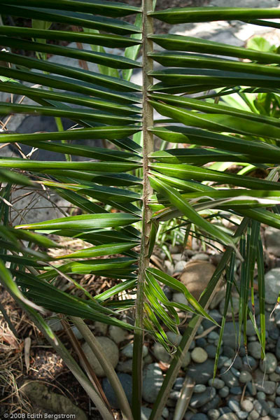 Ceroxylon vogelianum