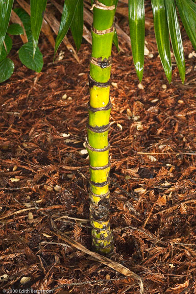 Chamaedorea woodsoniana