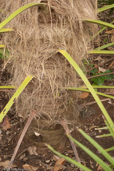 Trachycarpus fortunei