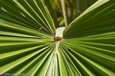 Brahea brandegeei