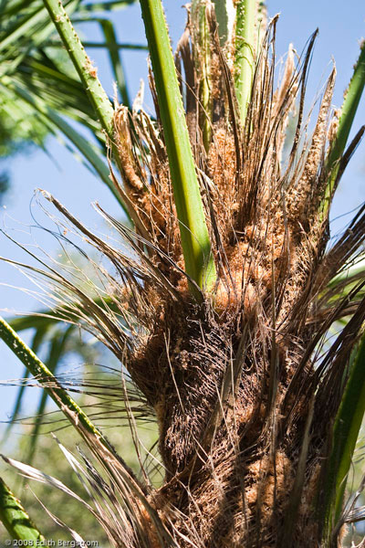 Trachycarpus oreophilus species