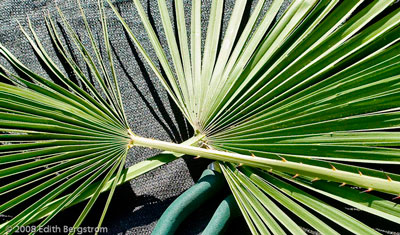 Chamaerops humilis