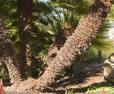 Chamaerops humilis, multi-trunked