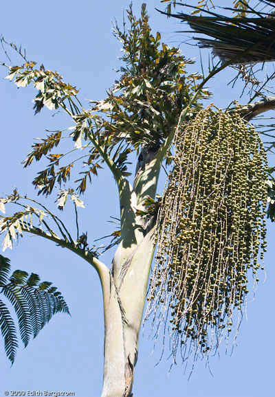 Caryota urens with seed