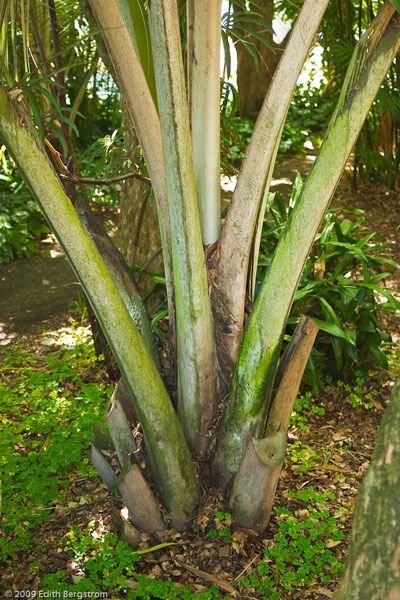 Ceroxylon quindiuense