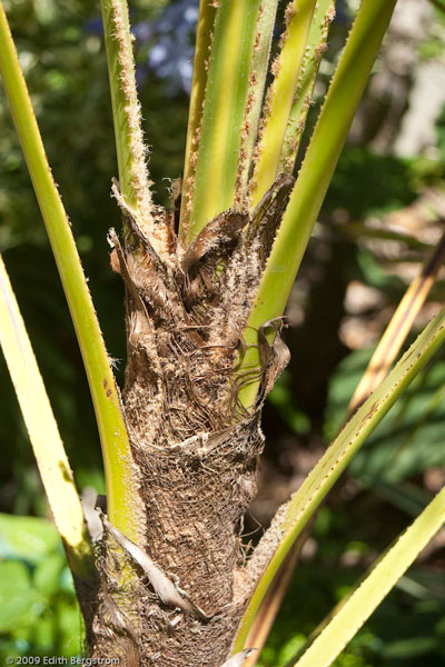 Trachycarpus oreophilus, juvenile