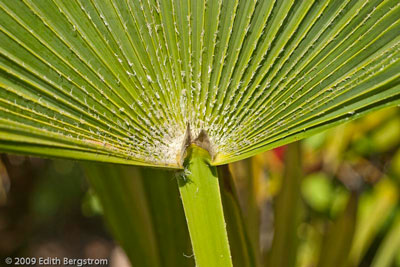 Trachycarpus latisectus