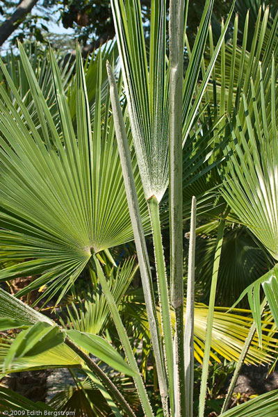 Trachycarpus martianus