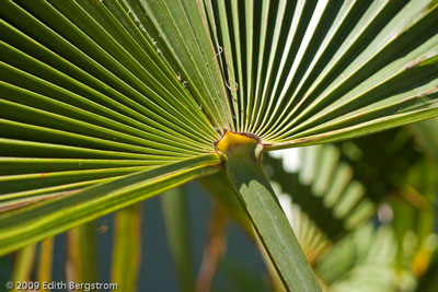 Trachycarpus Naga Hills