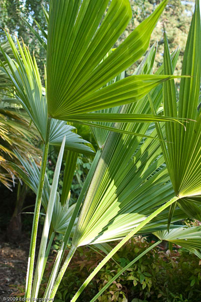 Trachycarpus latisectus