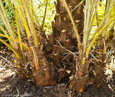 Phoenix reclinata x canariensis