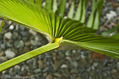 Trachycarpus martianus