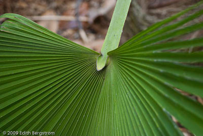 Trachycarpus martianus