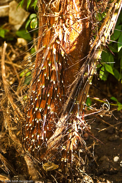 Acrocomia aculeata totai