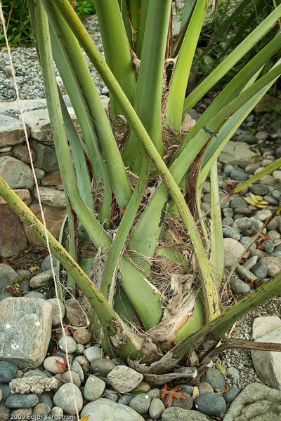 Sabal uresana, juvenile