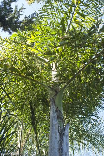 Caryota urens