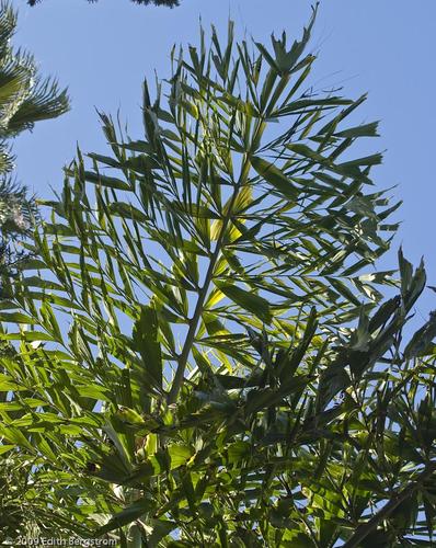 Caryota urens