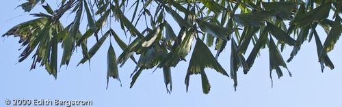 Caryota