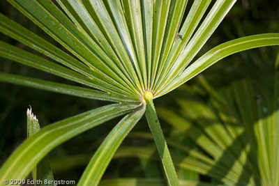 Rhapidophyllum hystrix