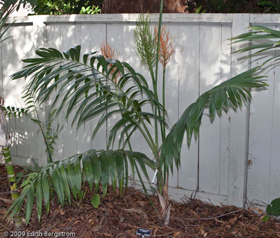 Chamaedorea microspadix, two pronged rachis termination