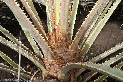 Brahea armata, juvenile