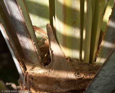 Brahea nitida, detail