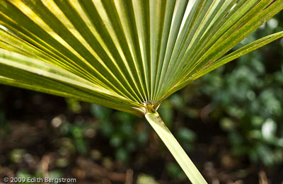 Trachycarpus latisectus