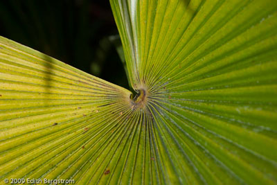 Trachycarpus latisectus